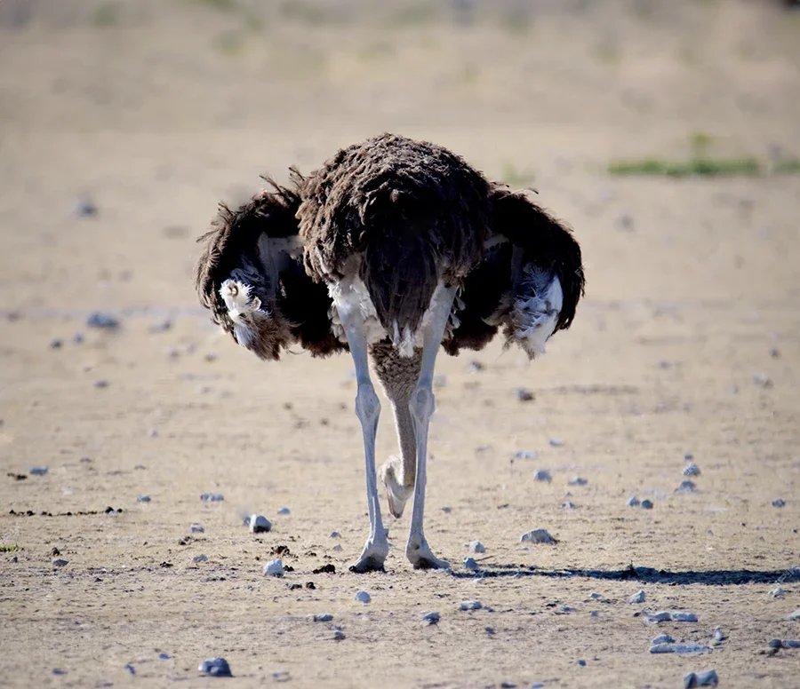 Expediting - Vogel Strauß Taktik